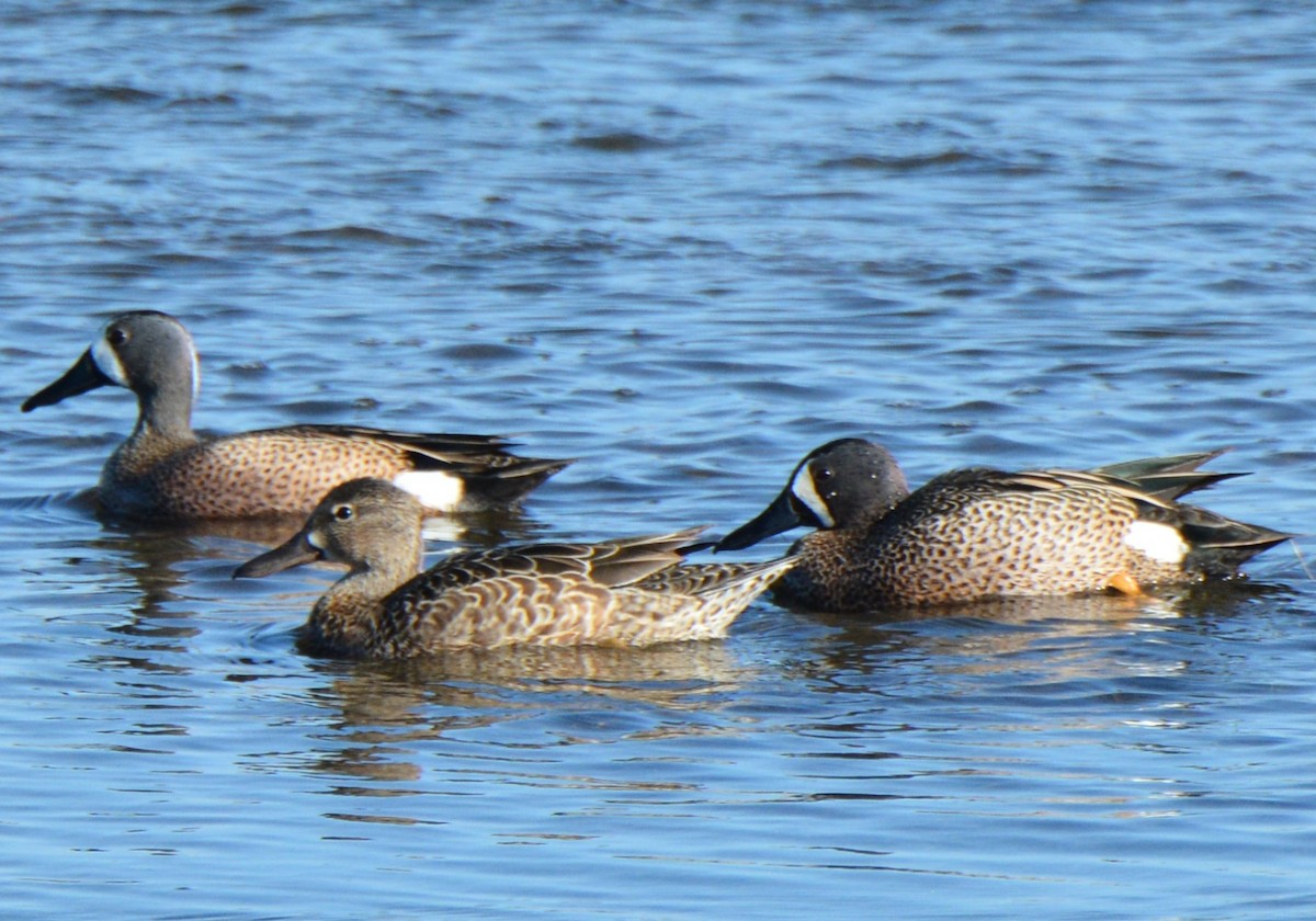 Blue-winged Teal - S Vendela