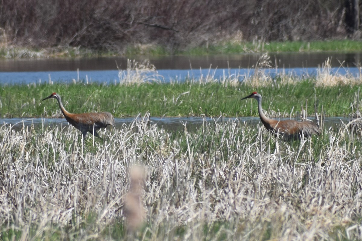 Sandhill Crane - ML557077191