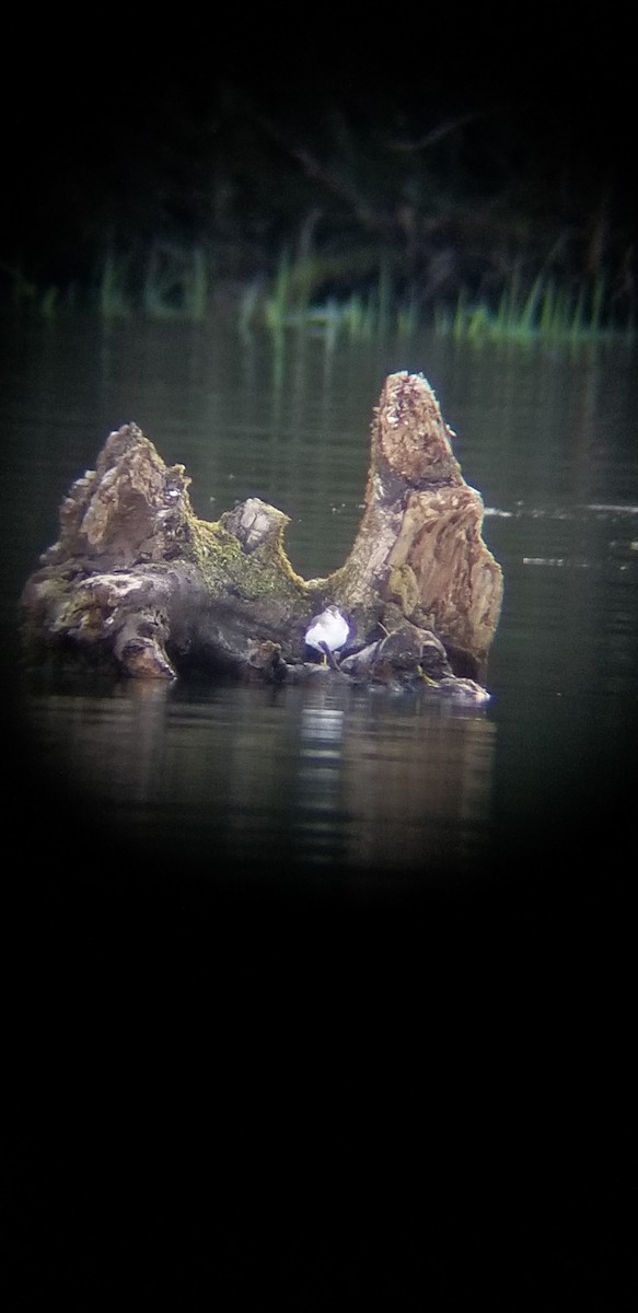 Spotted Sandpiper - Quetzal Pineda