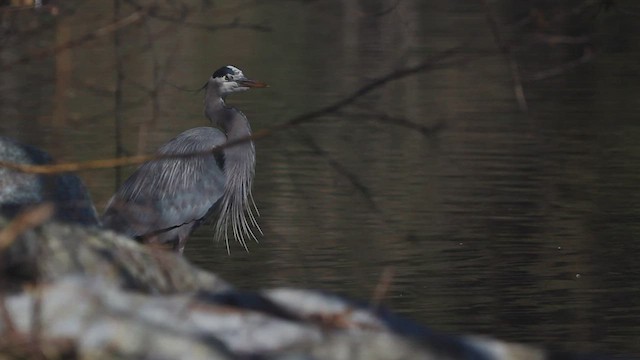 Garza Azulada - ML557077851