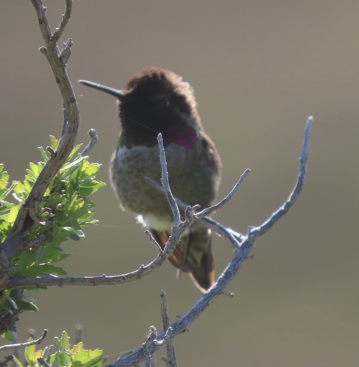 Anna's Hummingbird - ML557078151