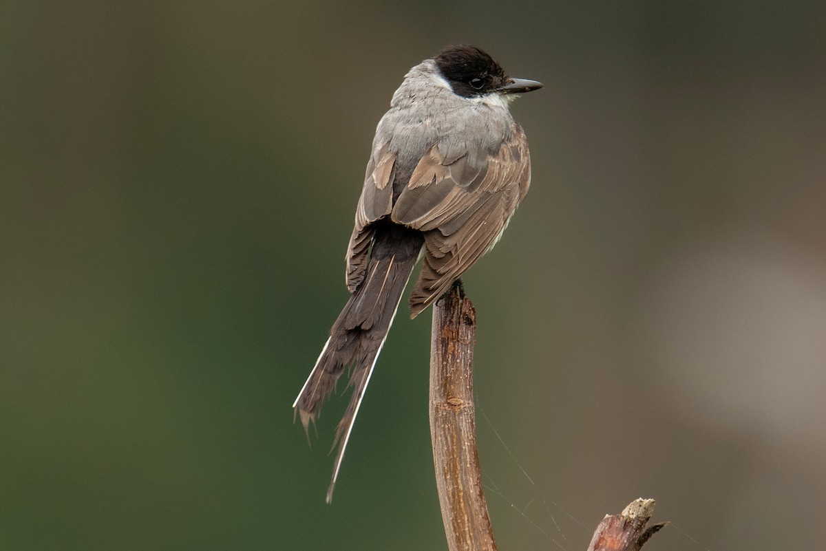 Fork-tailed Flycatcher - ML557078411