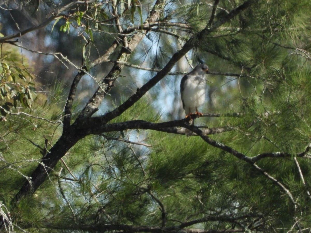 Gray Goshawk - ML557078431