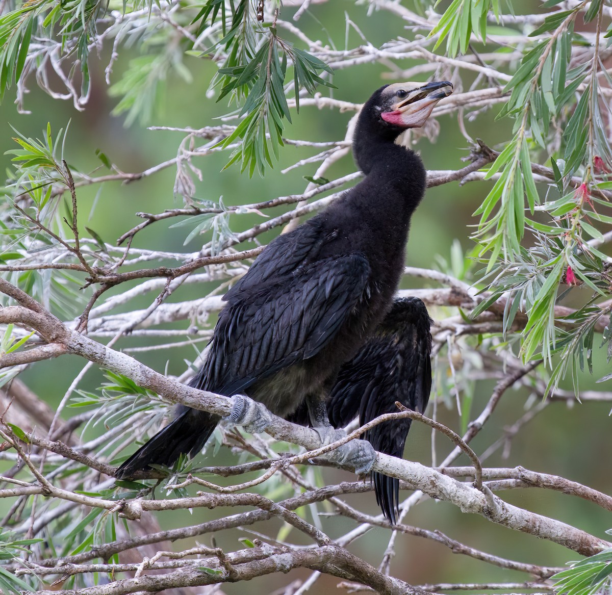 Little Pied Cormorant - ML557078561