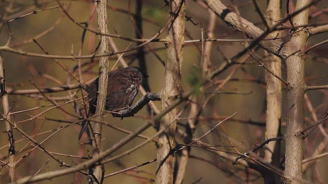 Song Sparrow - ML557079031