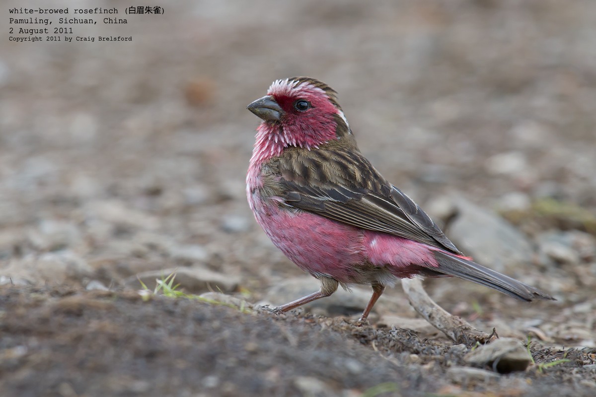 Chinese White-browed Rosefinch - ML55707921