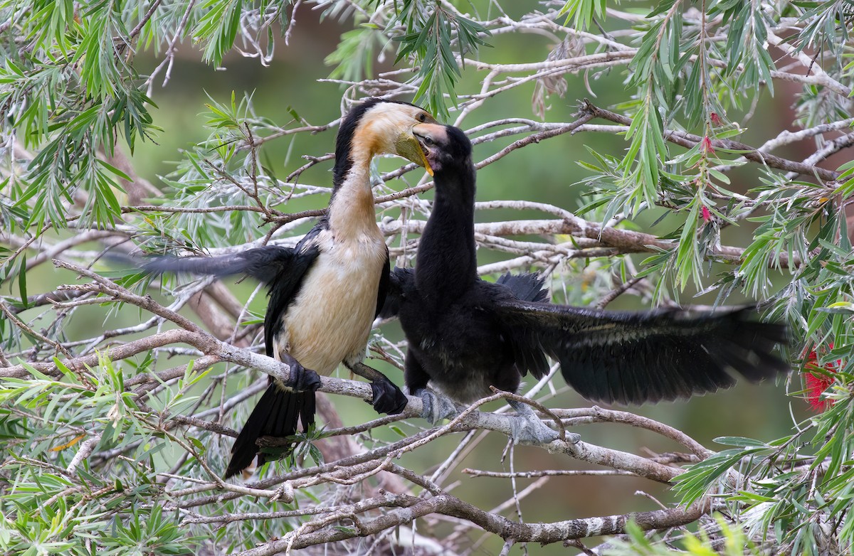 Little Pied Cormorant - ML557079271