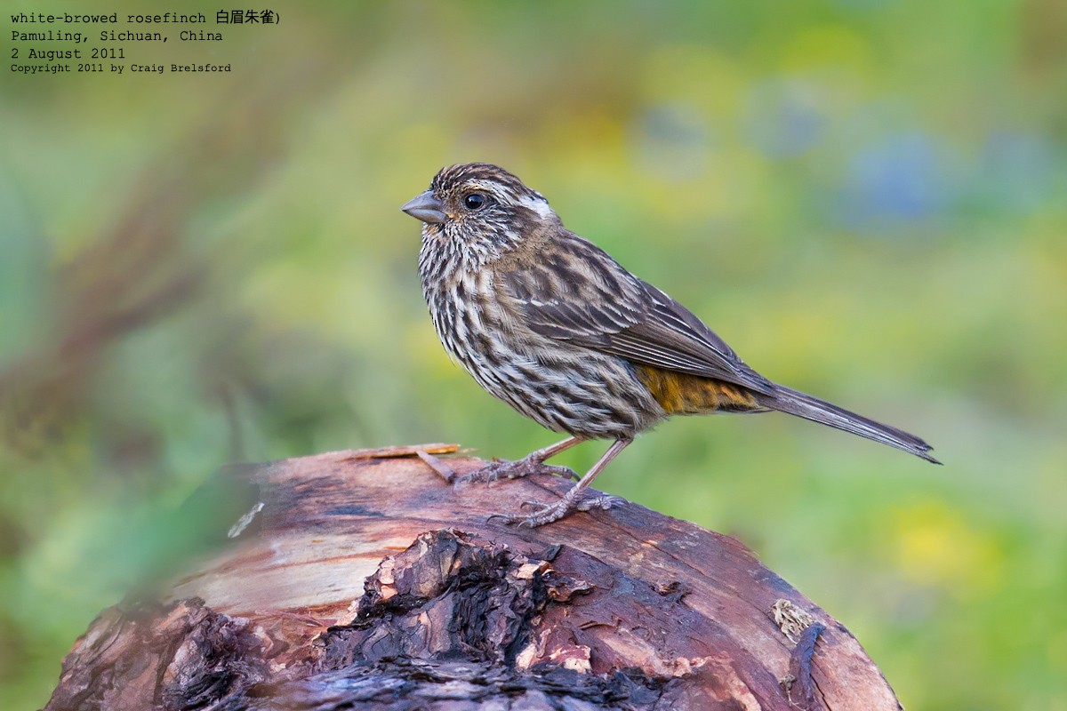Chinese White-browed Rosefinch - ML55707931