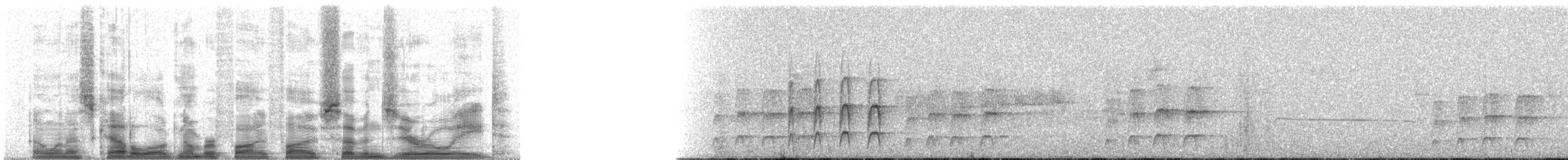 svartstrupestifthale - ML55708