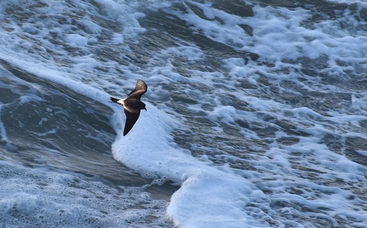 Leach's Storm-Petrel - Sean Rowe