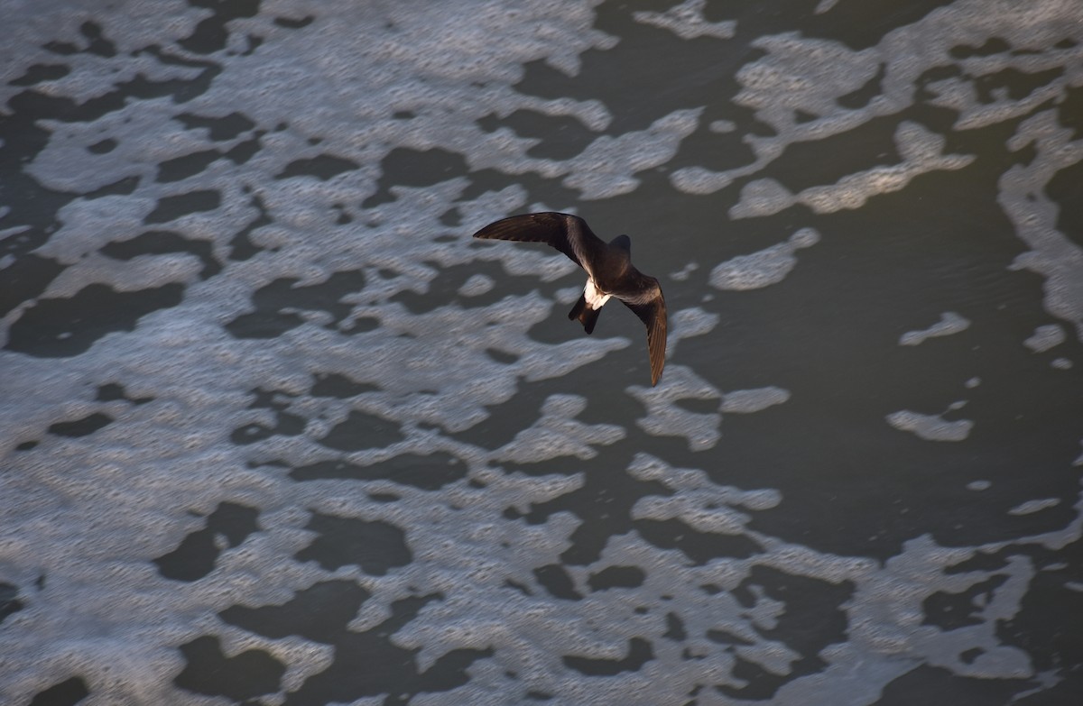 Leach's Storm-Petrel - Sean Rowe