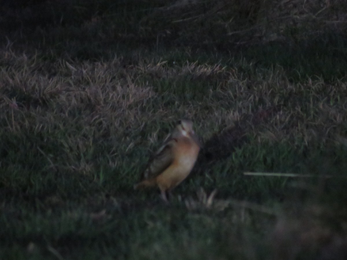 American Woodcock - ML557081161