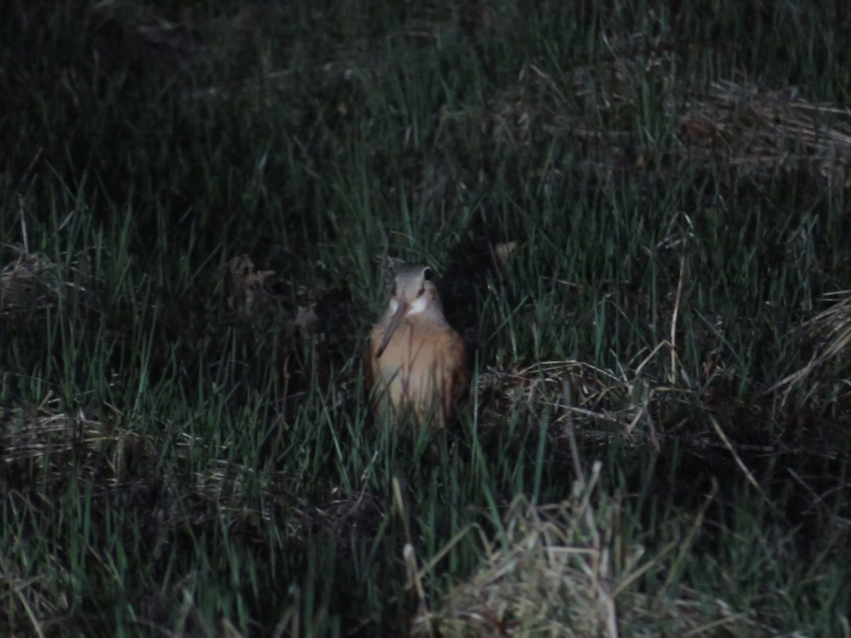 American Woodcock - ML557081181