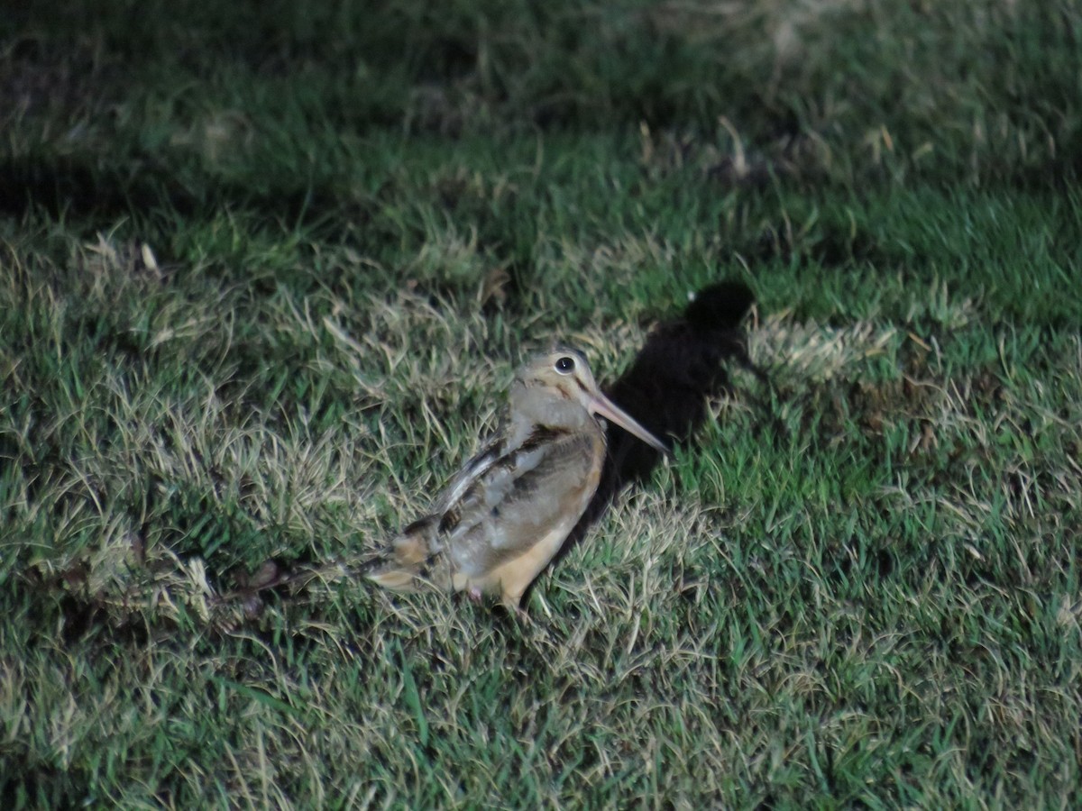 American Woodcock - Ron Bystrom