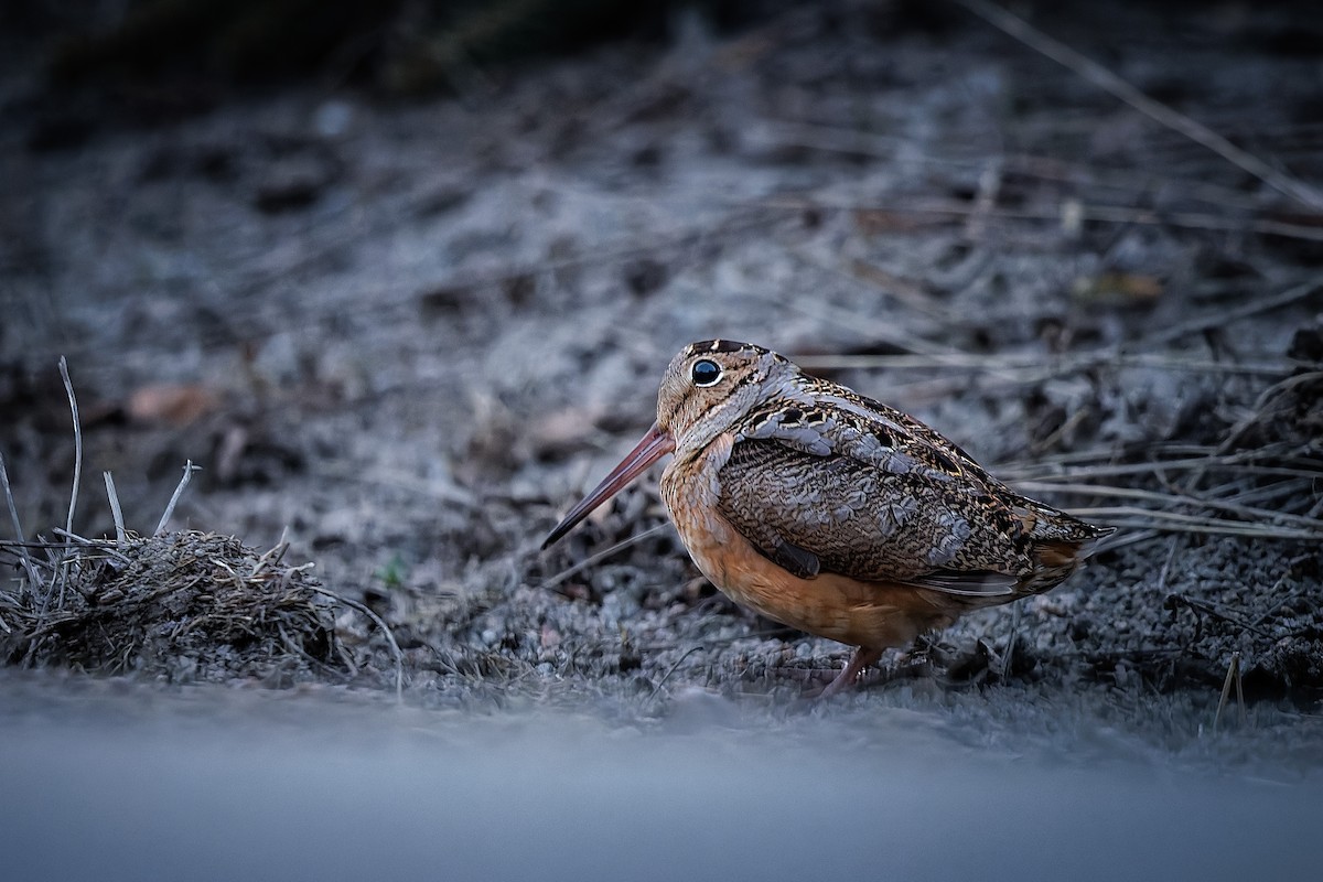 American Woodcock - ML557081421