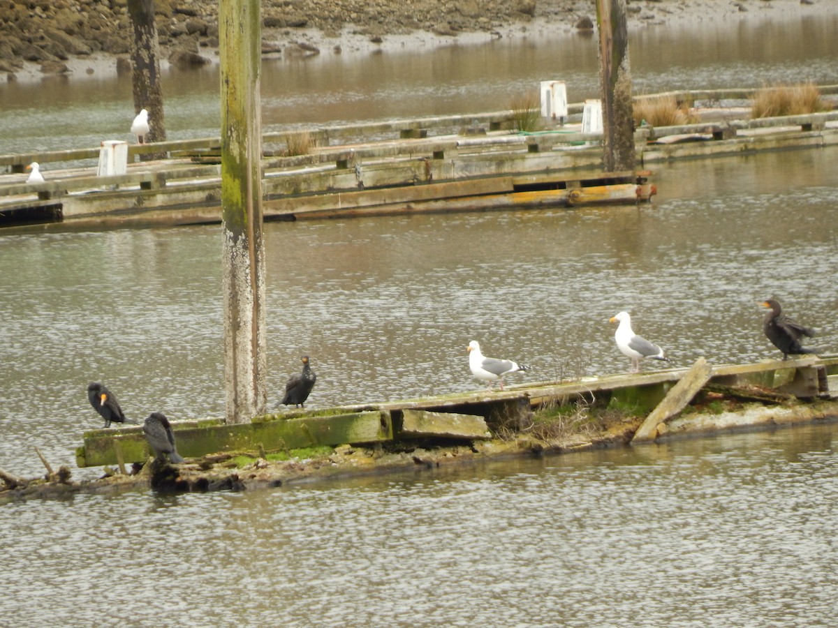 Cormorán Pelágico - ML557081491