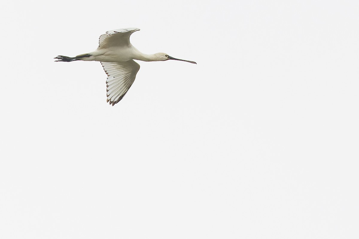 Eurasian Spoonbill - Joachim Bertrands