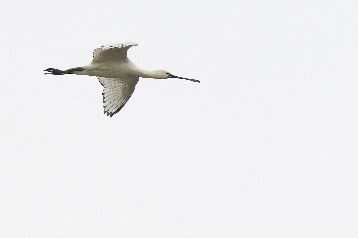 Eurasian Spoonbill - Joachim Bertrands