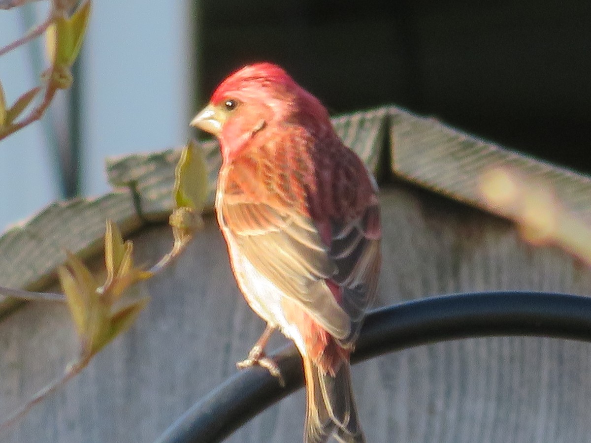 Purple Finch - Ron Bystrom