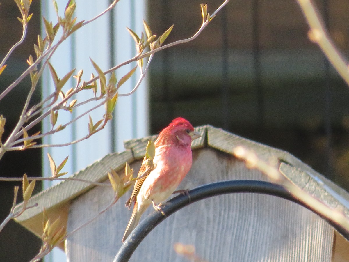 Purple Finch - Ron Bystrom