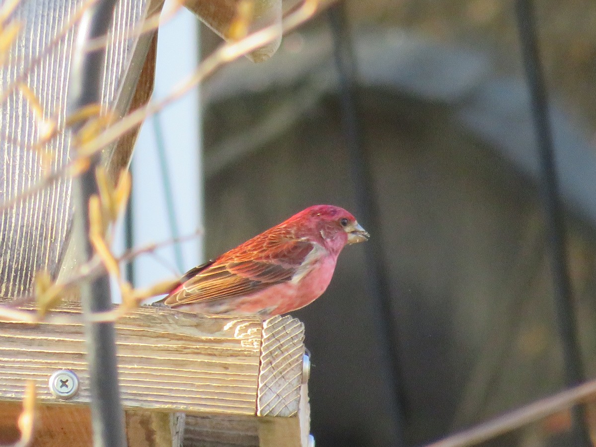 Purple Finch - ML557081761