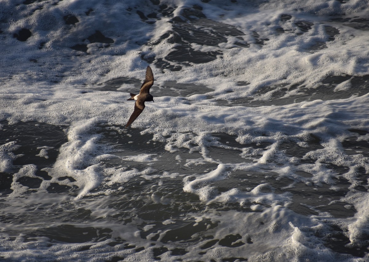 Leach's Storm-Petrel - ML557081811