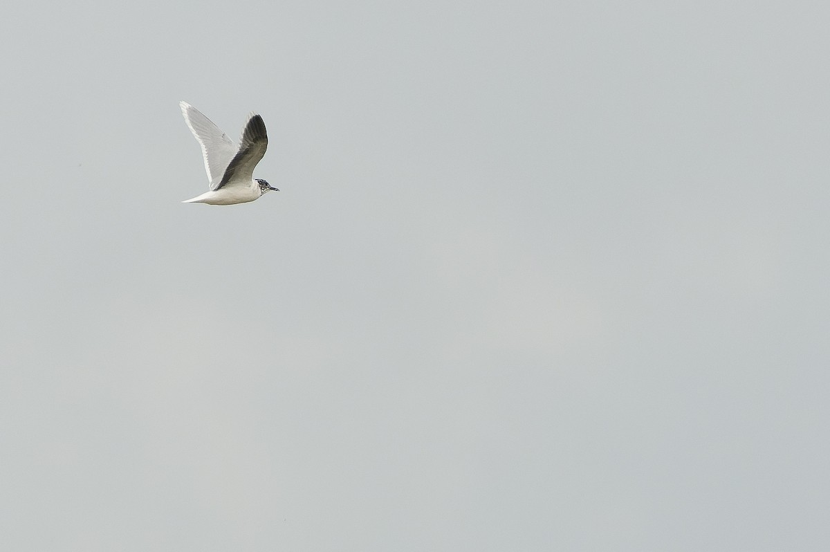 Little Gull - ML557082281