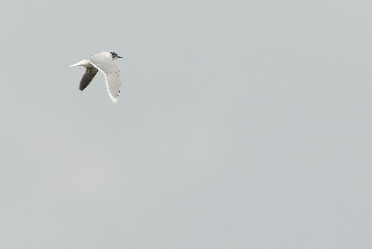 Little Gull - ML557082291