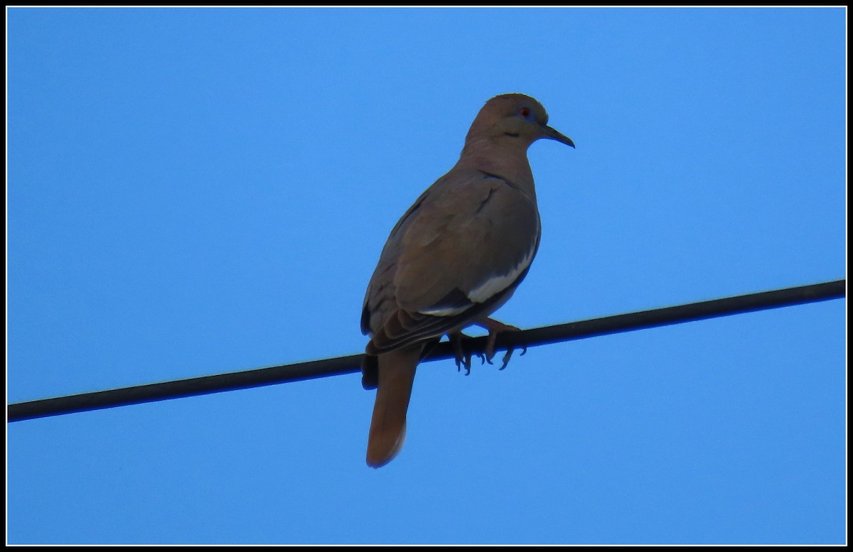 White-winged Dove - Peter Gordon