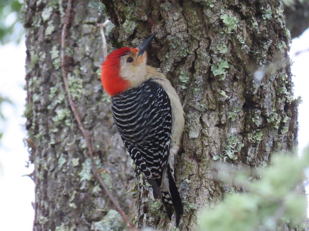 Red-bellied Woodpecker - Jeanne Haury