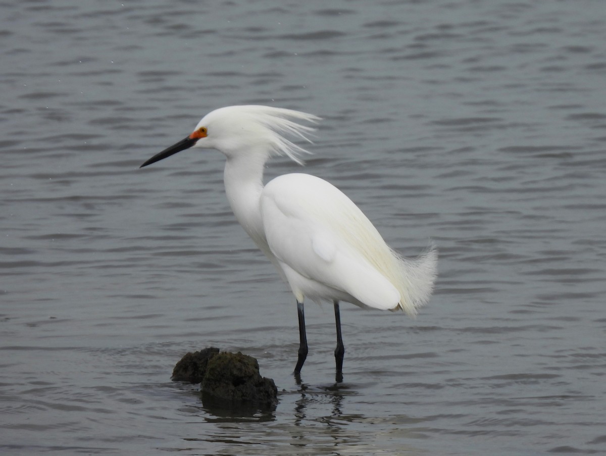 Snowy Egret - Jennifer Wilson-Pines