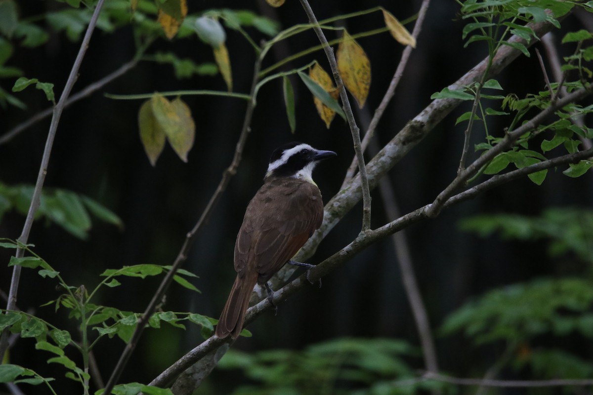 Social Flycatcher - Emily Hood