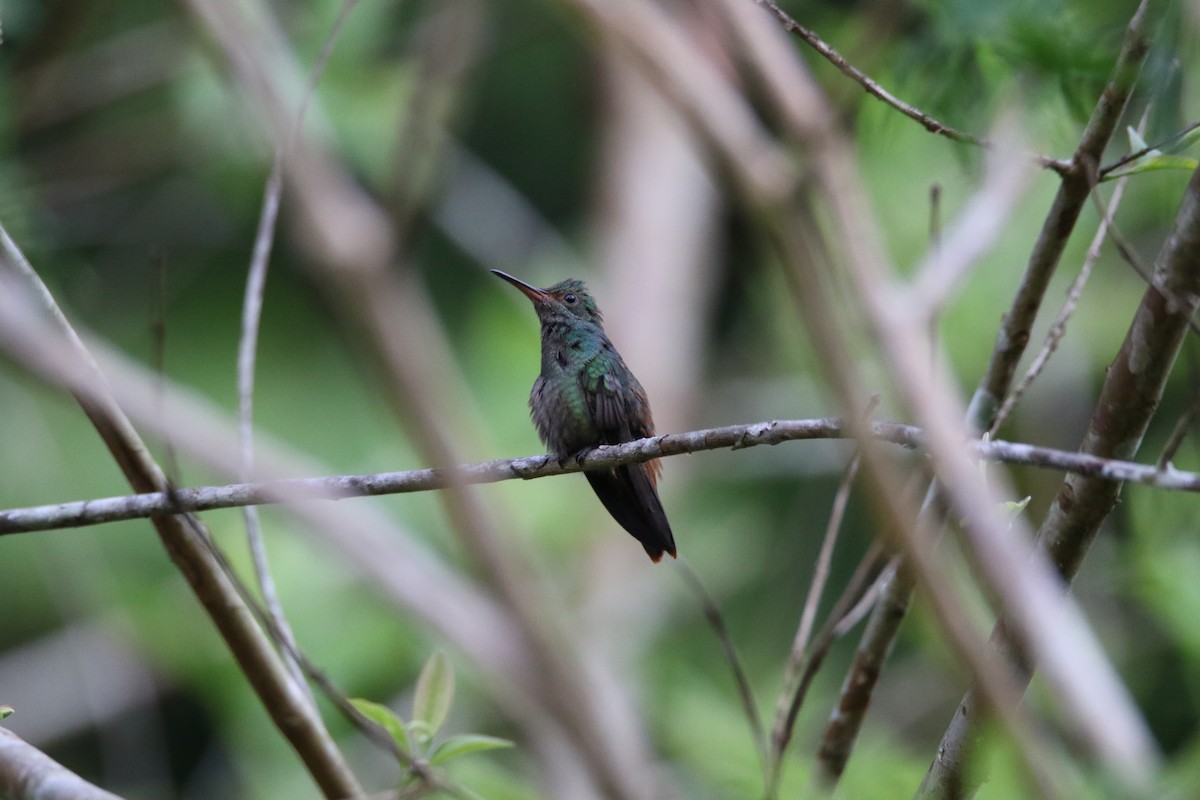 Rufous-tailed Hummingbird - ML557086981