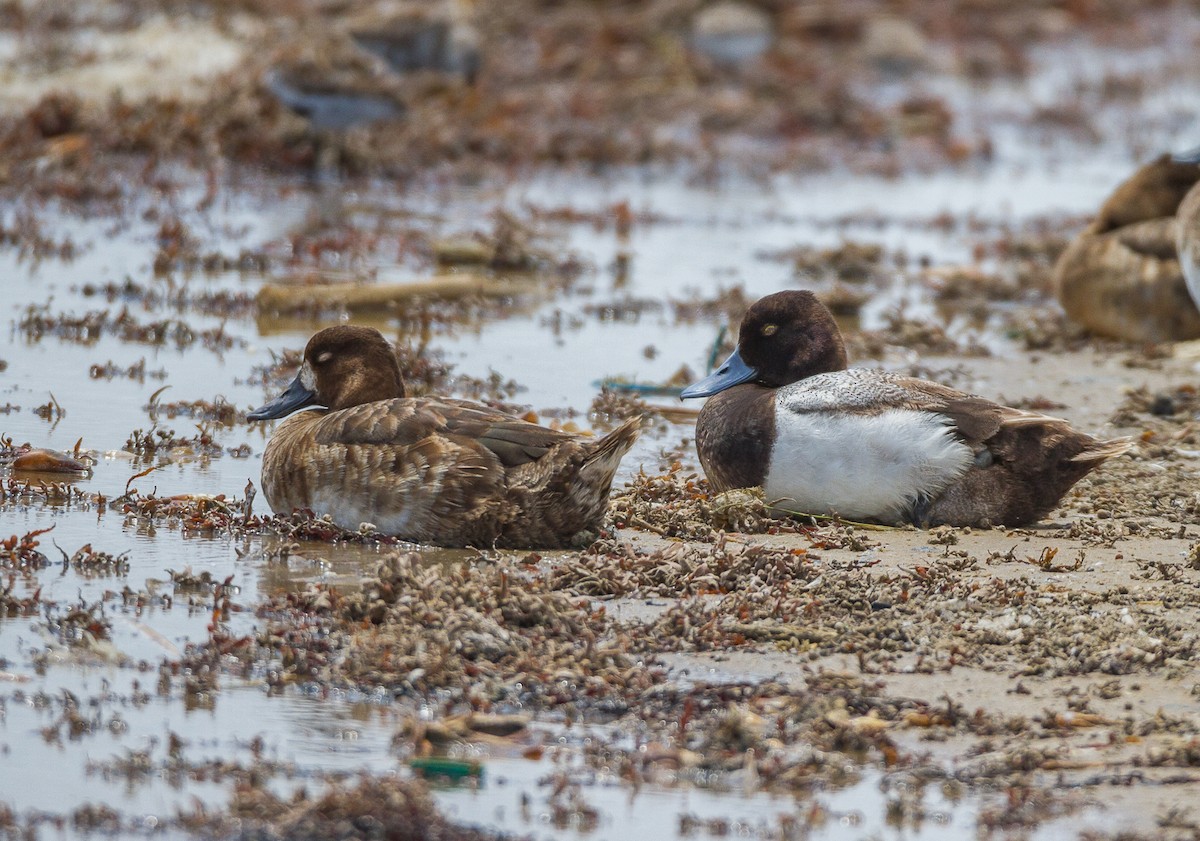Lesser Scaup - Terry Woodward