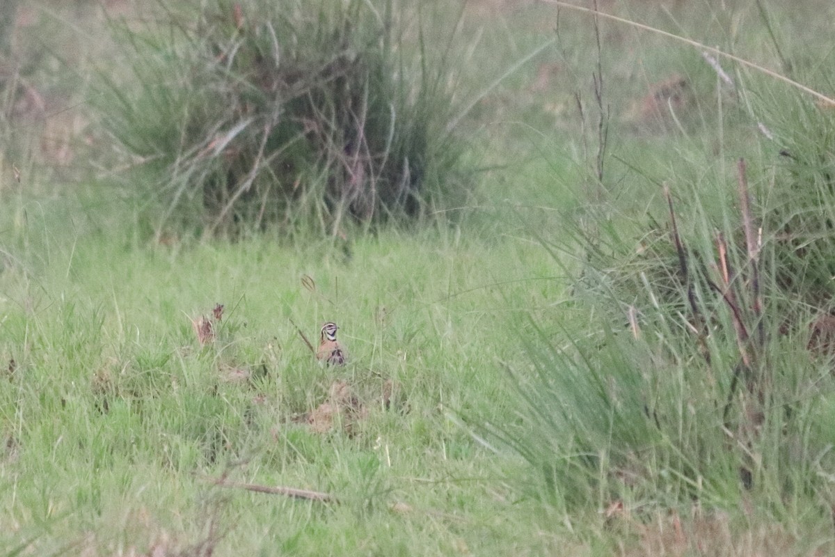 Rain Quail - ML557088411