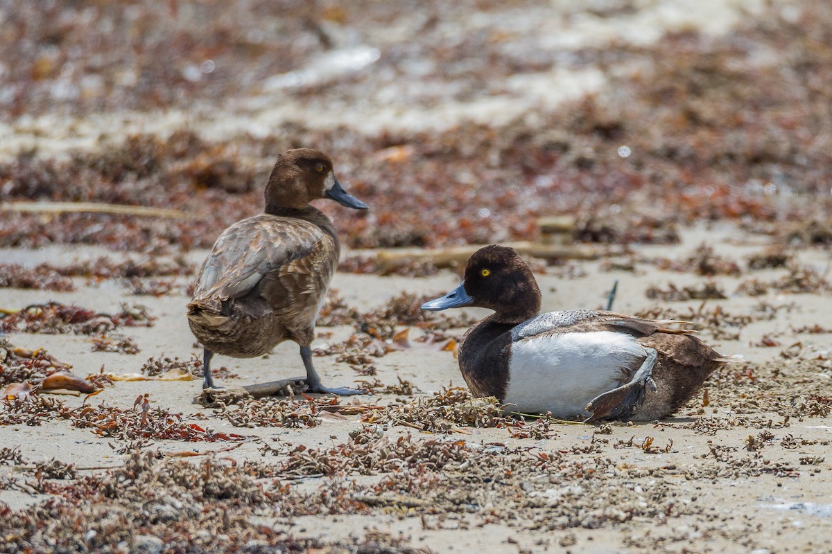 Lesser Scaup - Terry Woodward