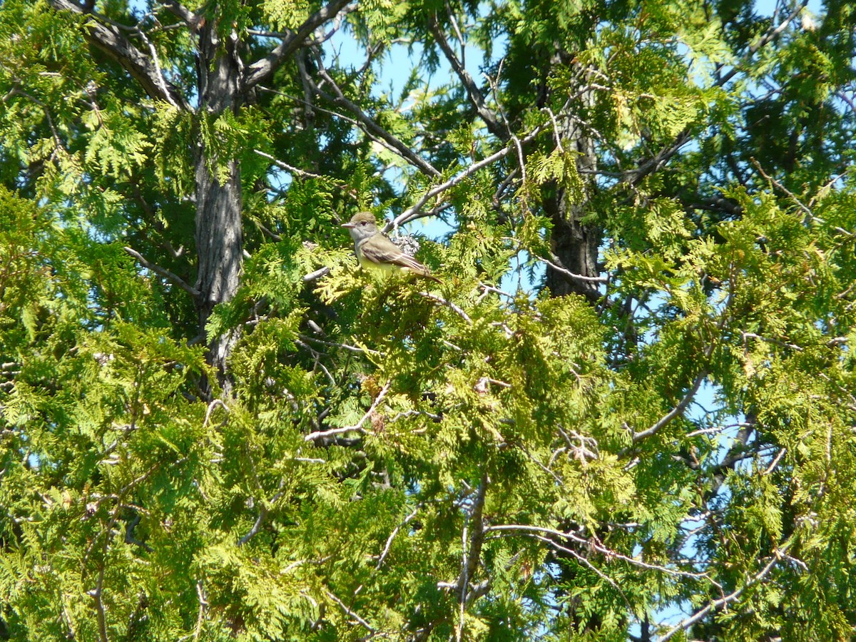 Great Crested Flycatcher - ML55708881