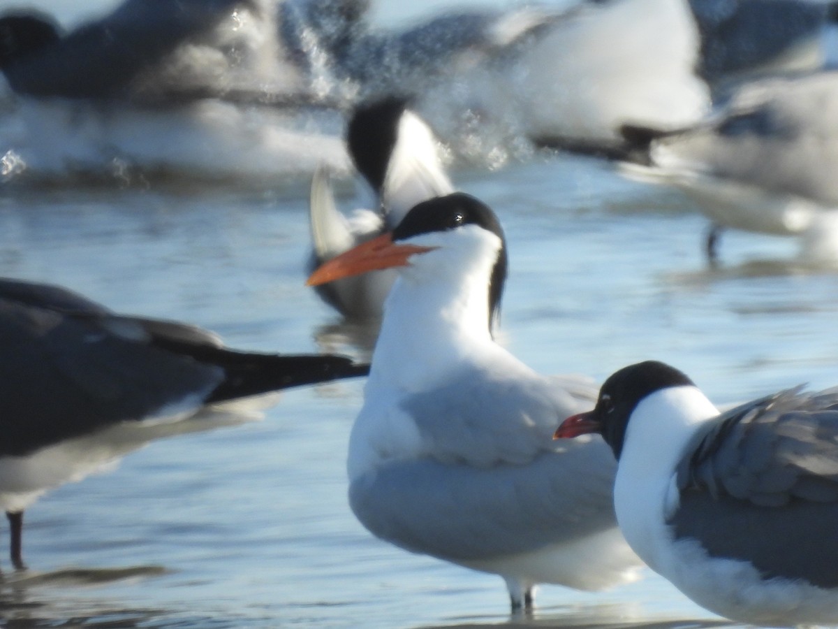 rybák královský - ML557088921