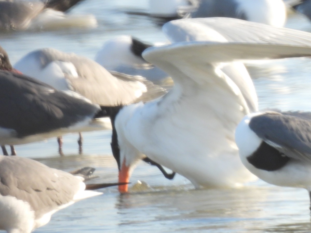 rybák královský - ML557088931