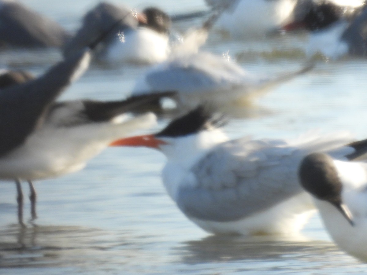 rybák královský - ML557088941