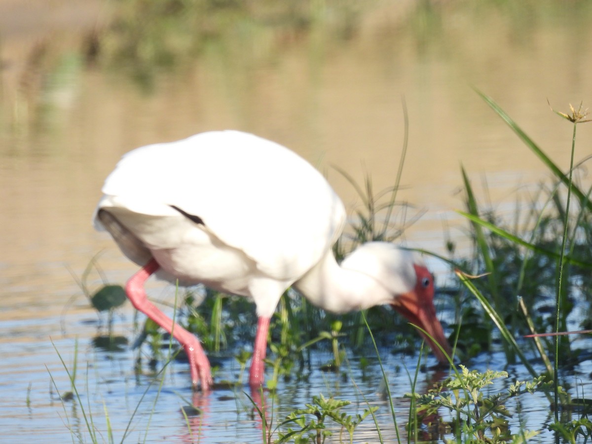 White Ibis - ML557089131