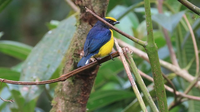 Orange-bellied Euphonia - ML557090181