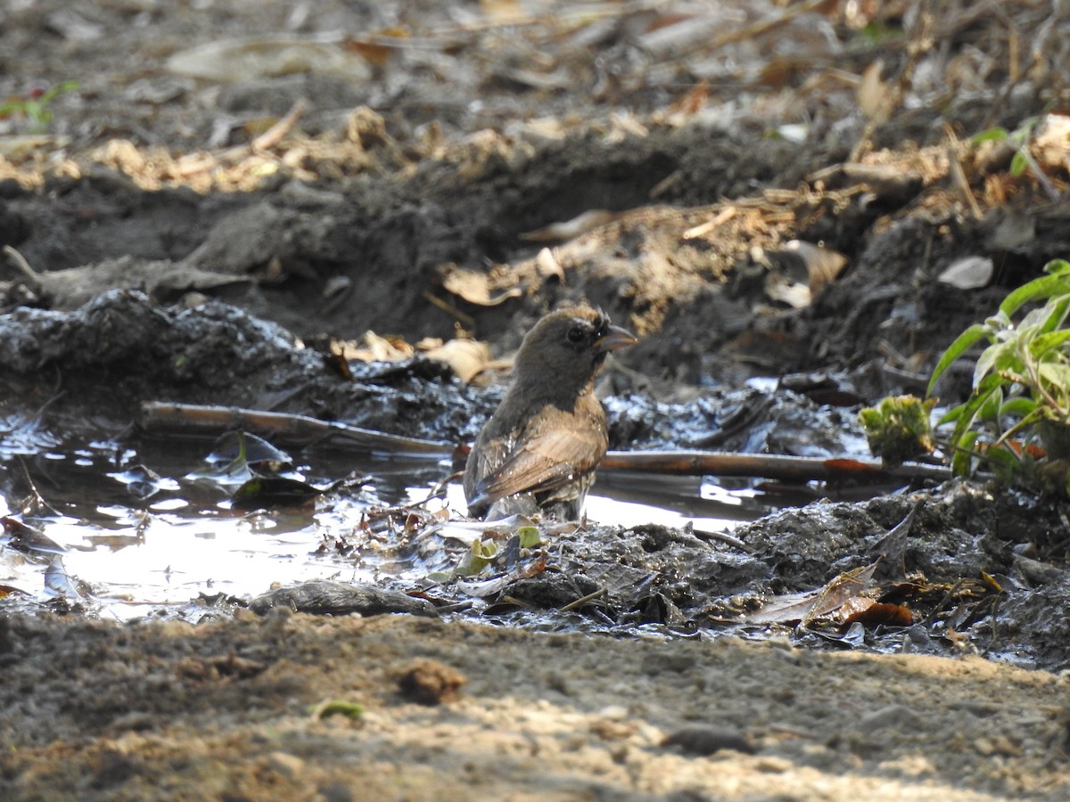 Varied Bunting - ML557090351