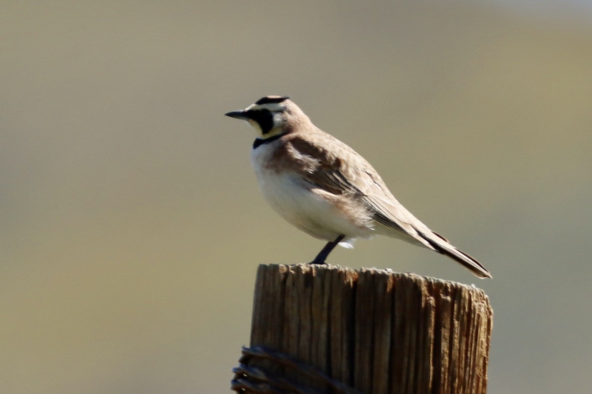 Horned Lark - ML557091351