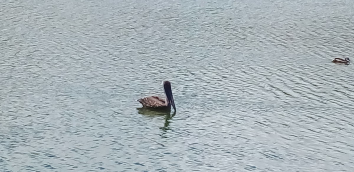 Brown Pelican - ML557092071