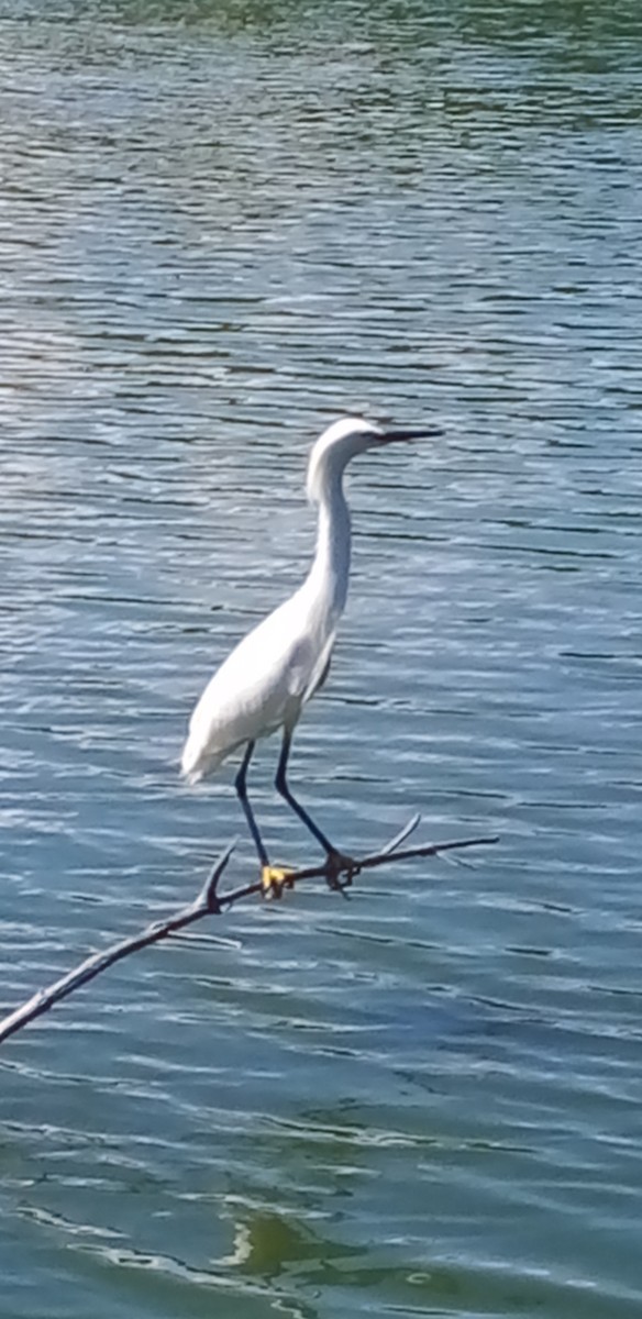 Snowy Egret - ML557092121