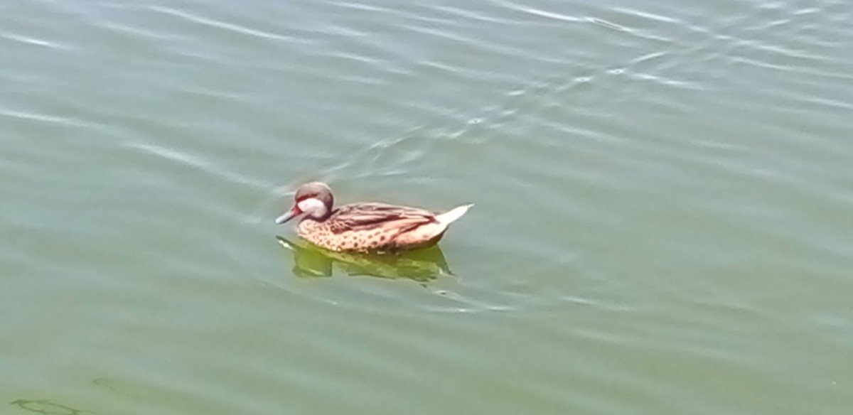White-cheeked Pintail - ML557092281