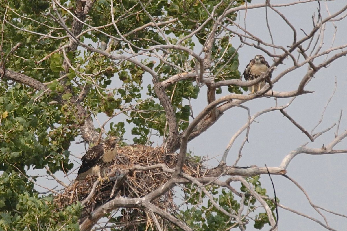 Red-tailed Hawk - ML557092461