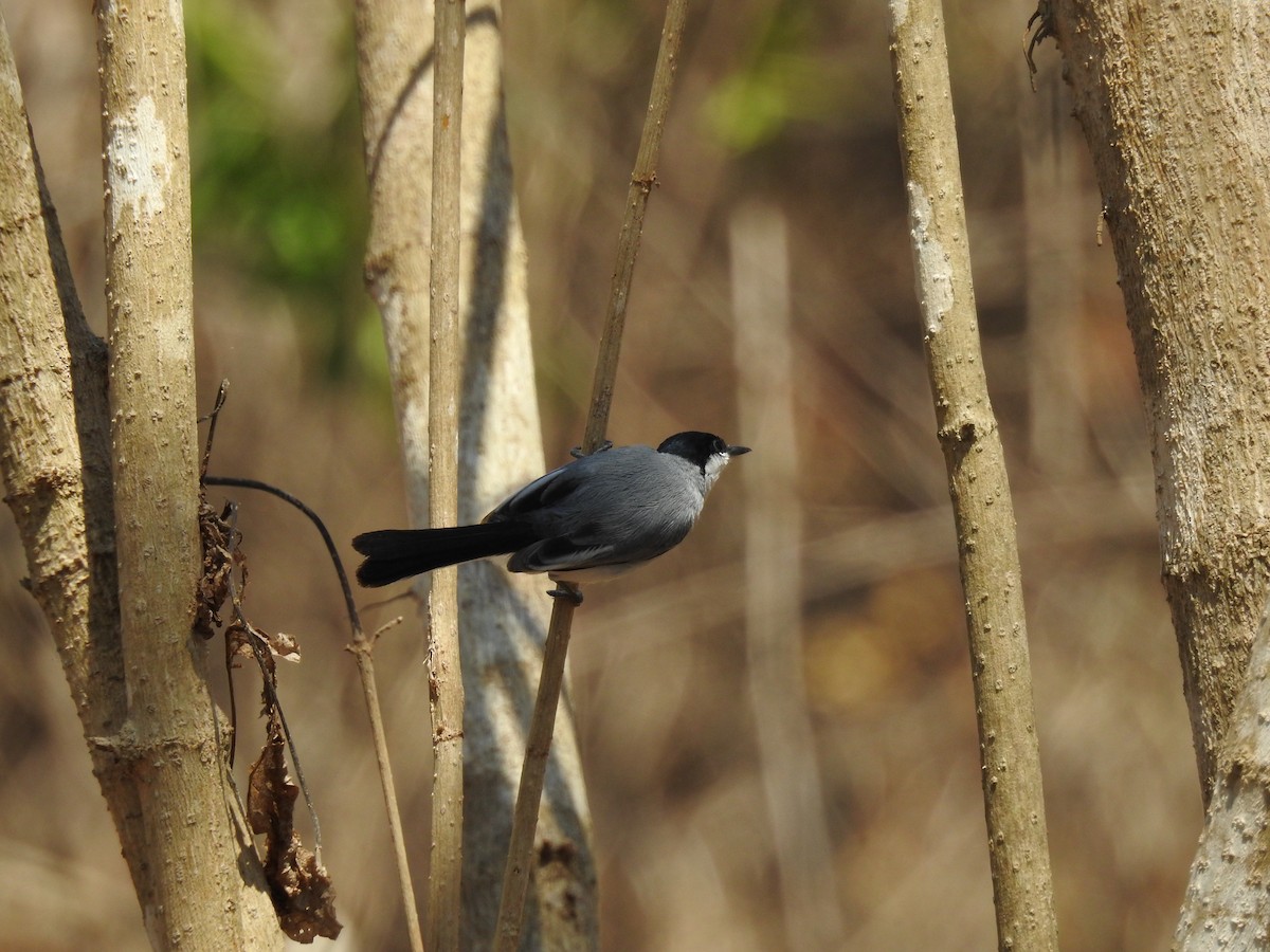 White-lored Gnatcatcher - ML557094111