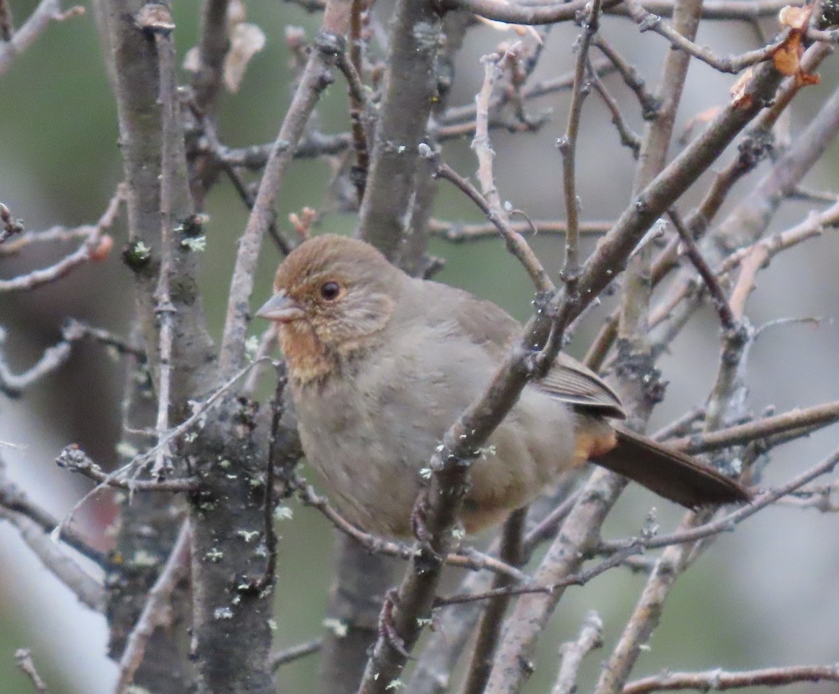 California Towhee - ML557094701